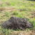 Middleville Mole Control by Giovanni Elite Services Inc